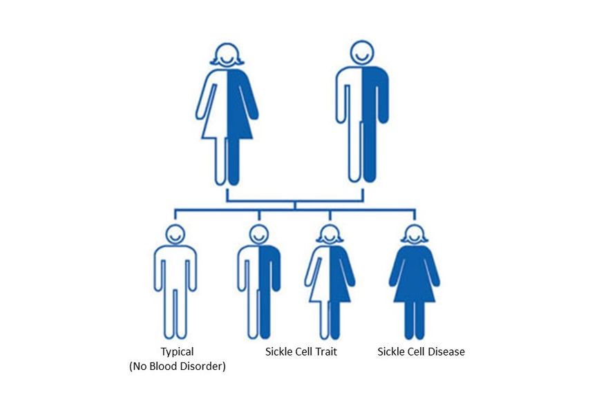 Sickle Cell Trait Diagram of How It Is Inherited
